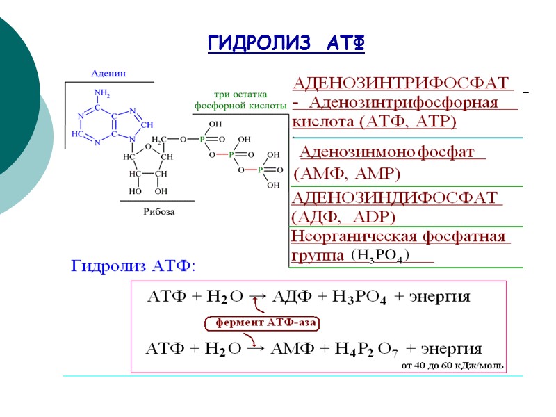 ГИДРОЛИЗ  АТФ